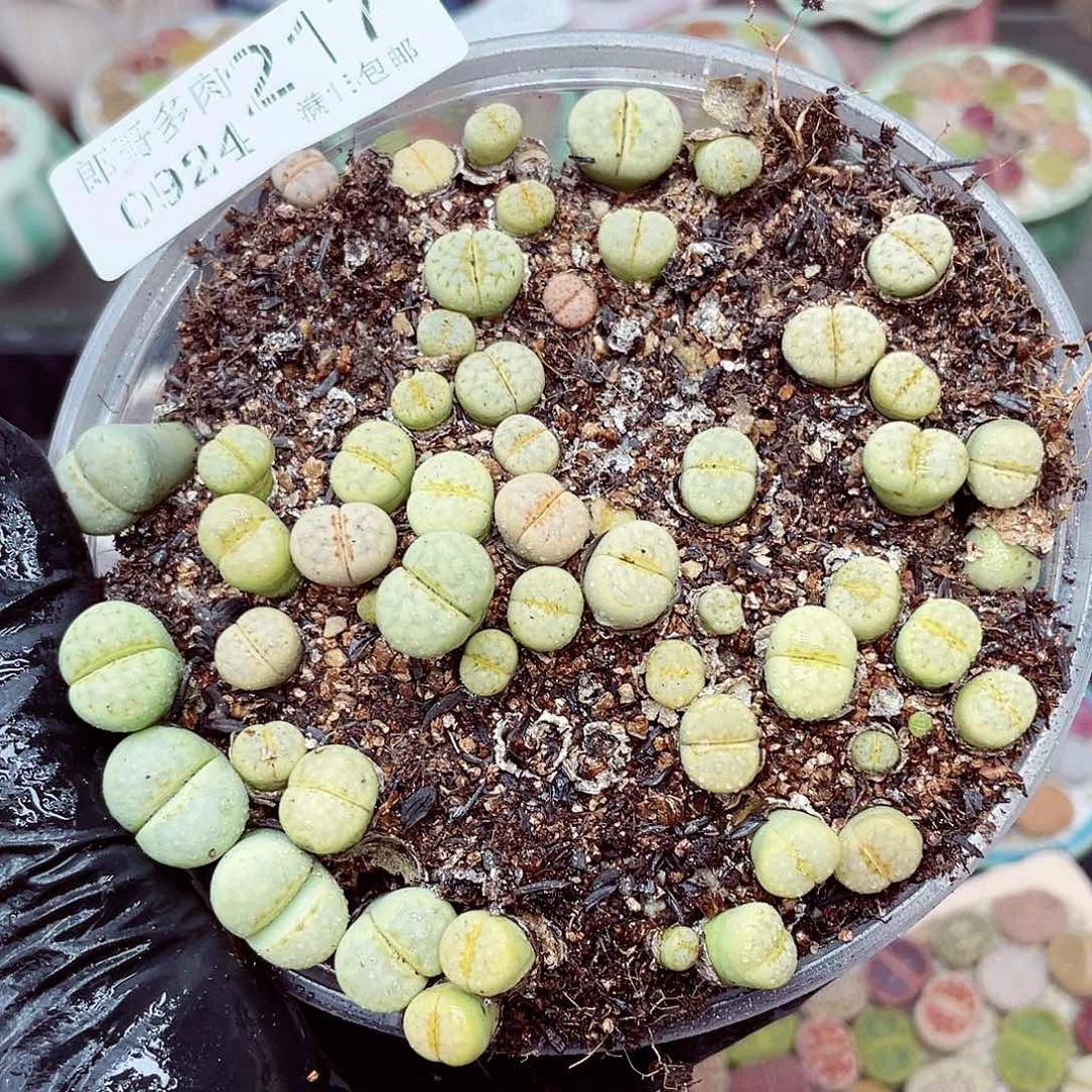 生石花满18包邮0924-217