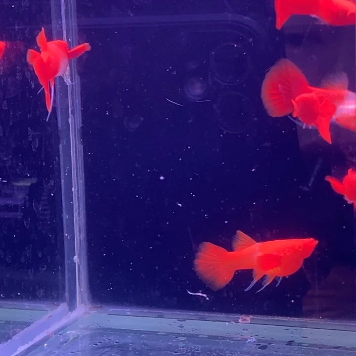 孔雀鱼小红分水飘带3对