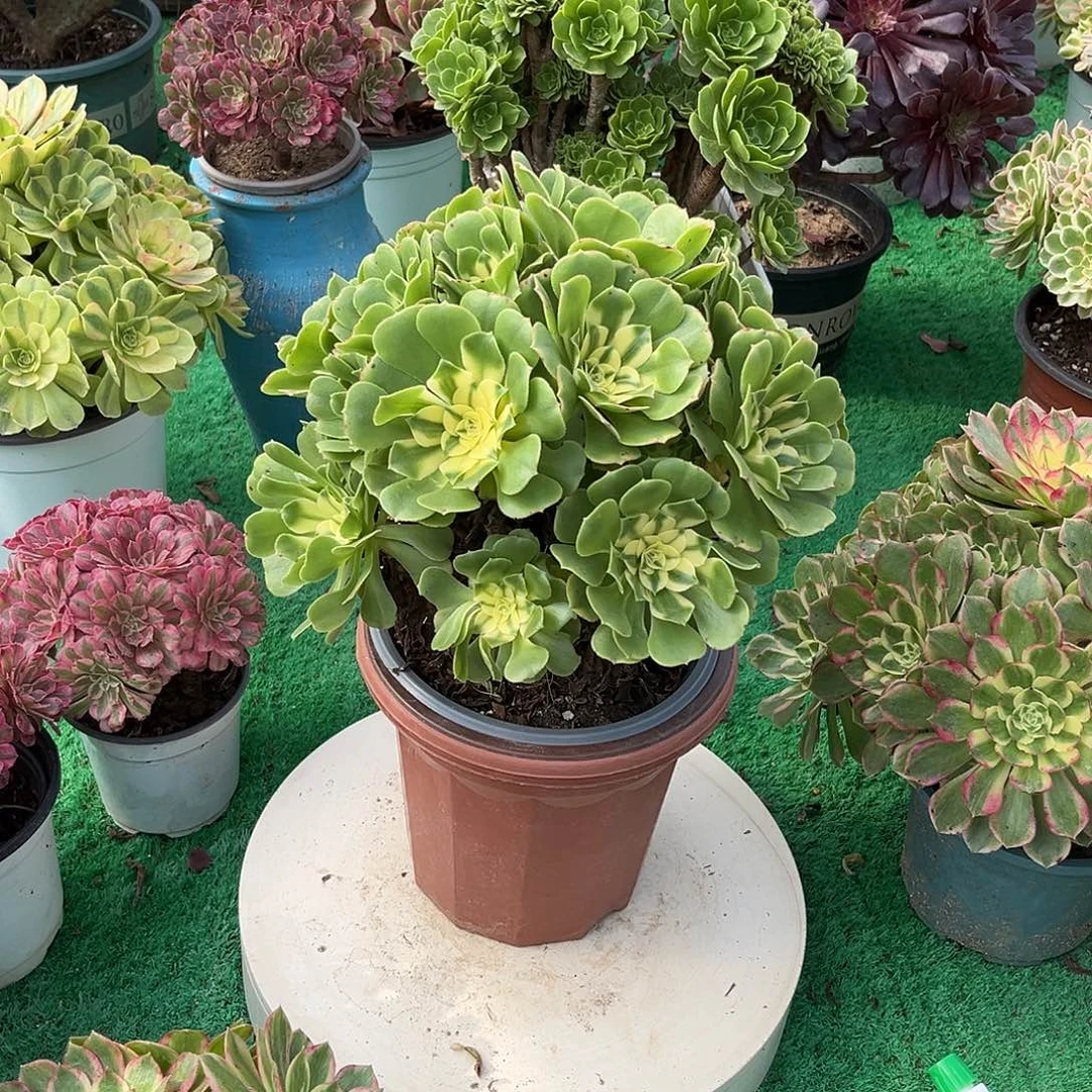 西尼亚法师多肉植物漂亮