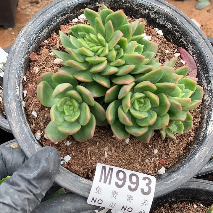 翠鸟缀化 多肉植物25号左右发货