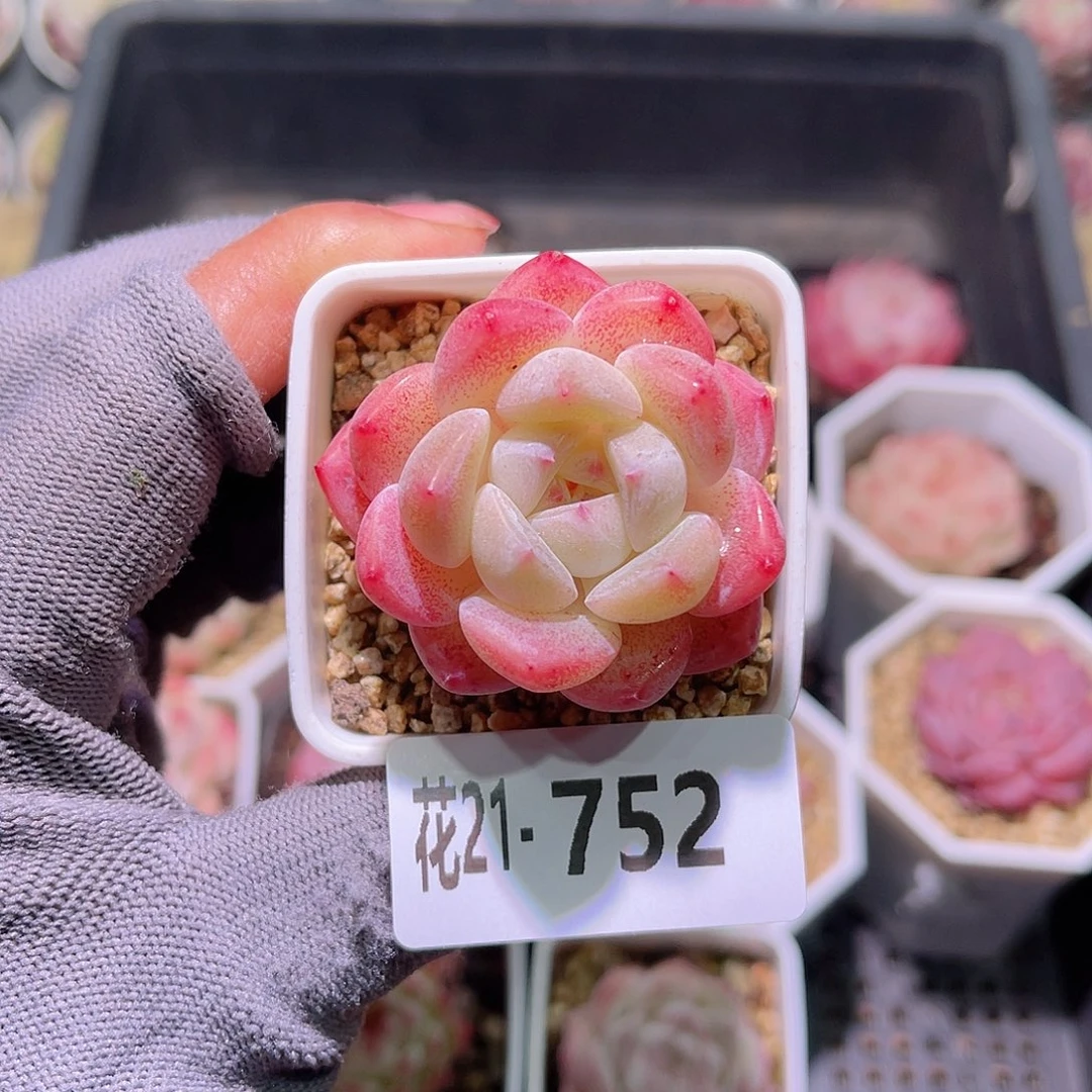 花21-752冰娃娃单头