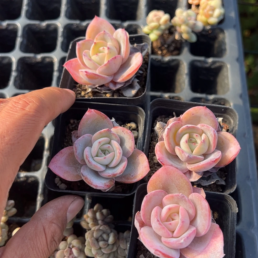 布鲁兰4cm到手1颗量拍多肉满18元包邮明天发货