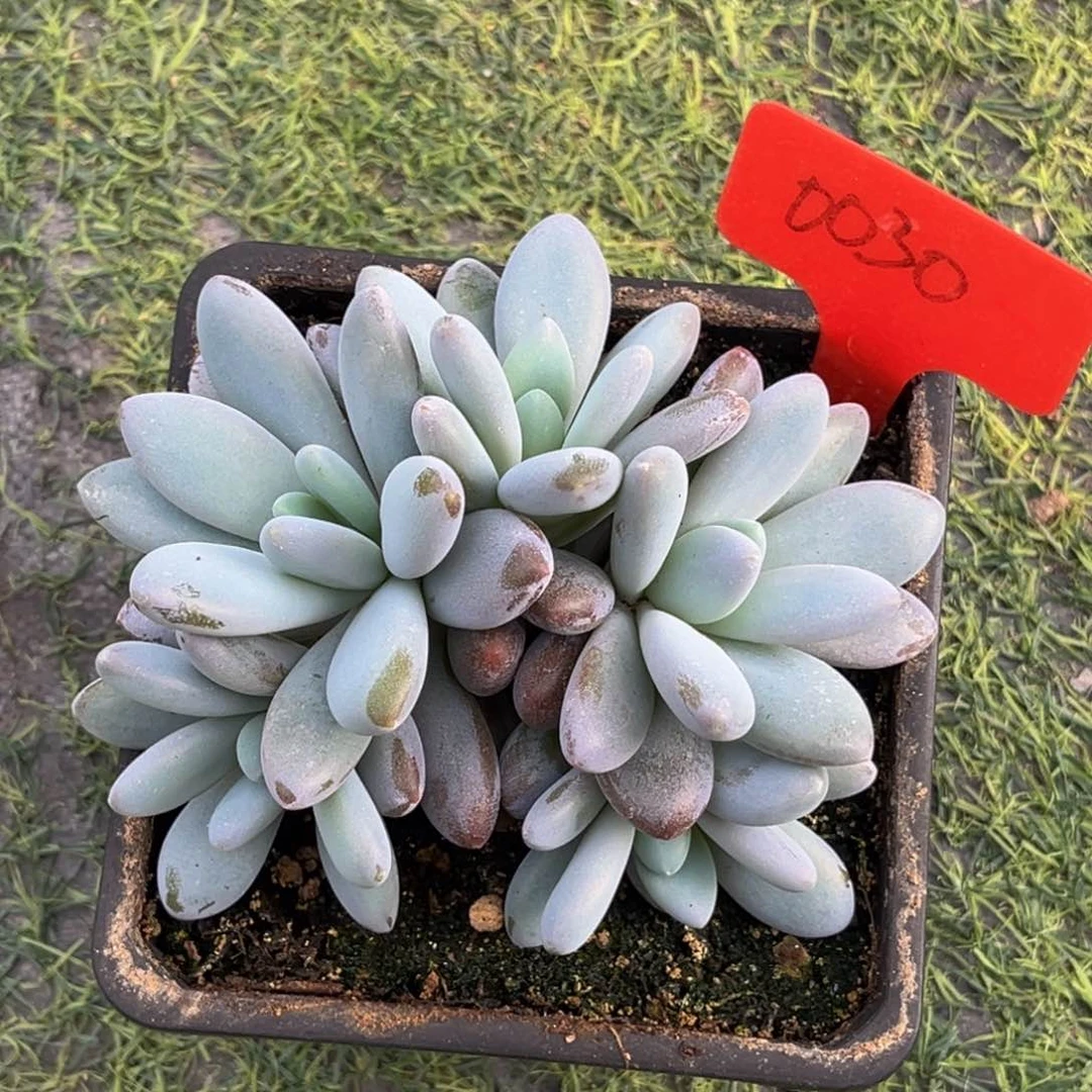 鲤***）0030号早上多肉植物群生