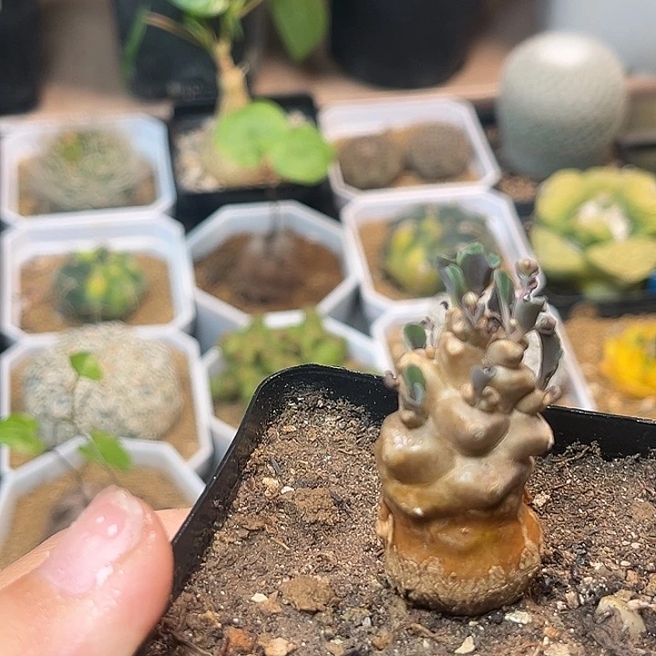 无花朵蛮鬼塔×美尻