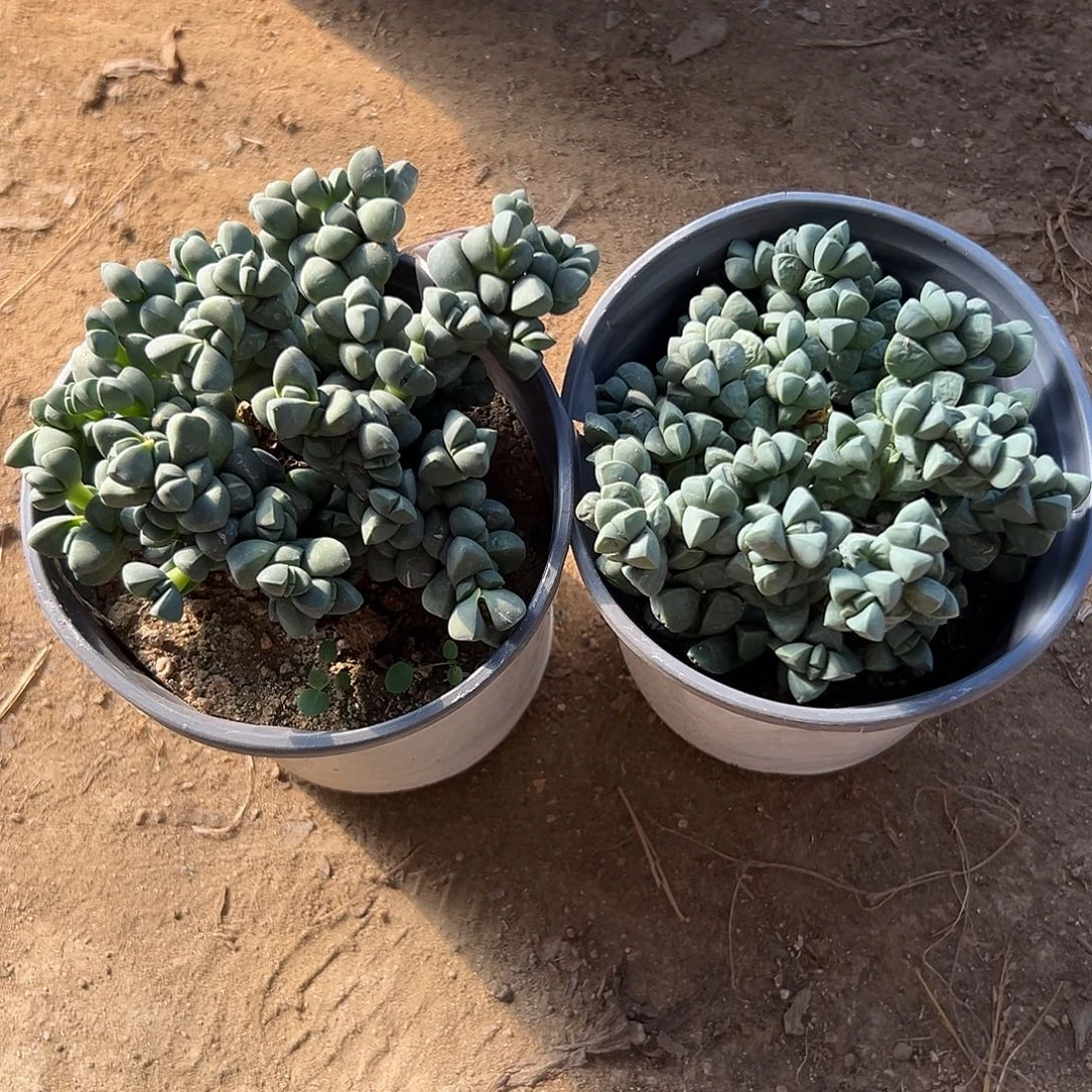 多肉植物两颗鹿角
