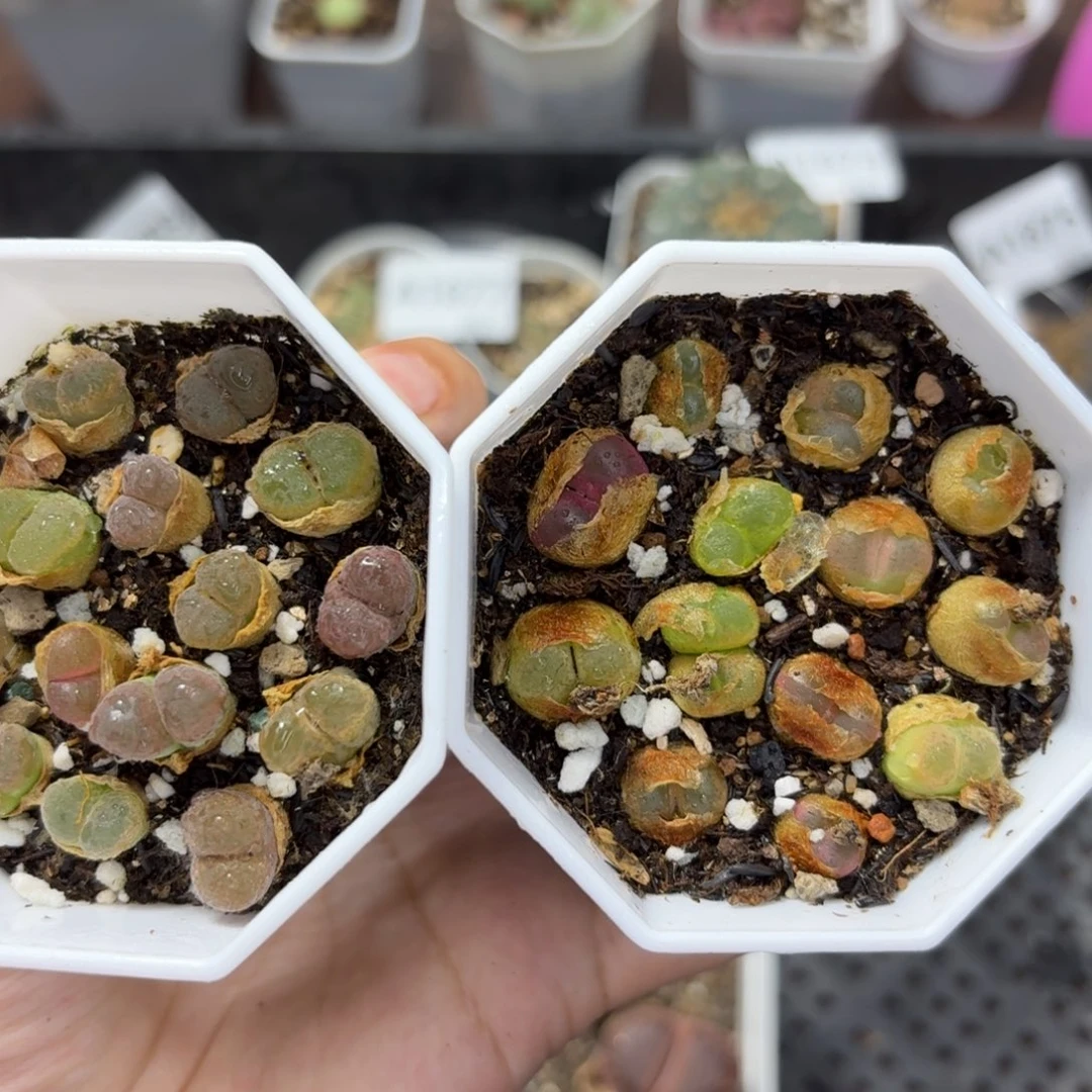 1878 生石花和肉锥