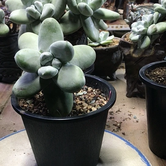 原产地拇指仙女棒杯