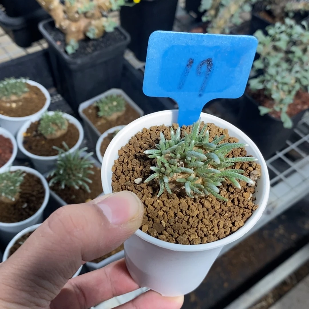 任锦多肉植物一个