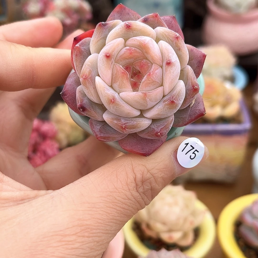 175 多肉含盆土30元包邮除偏远