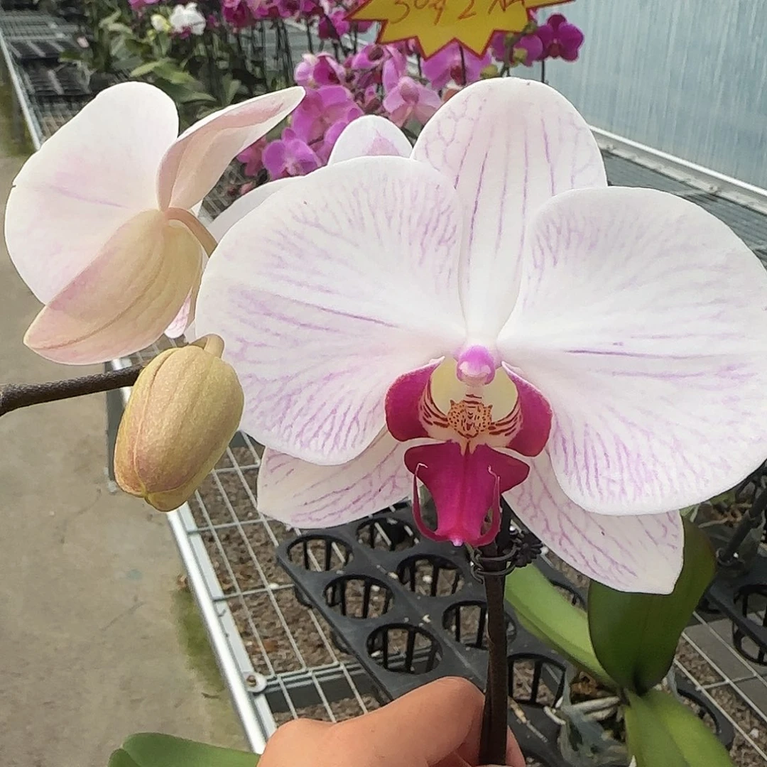 大部分花苞少量开放A028带花发无售后