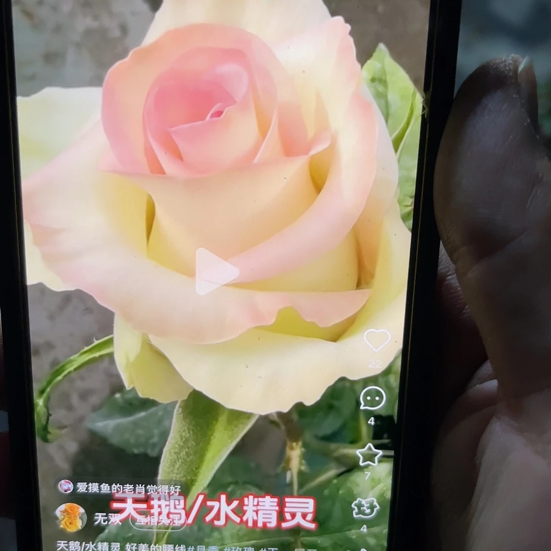 无花朵——水精灵  大苗