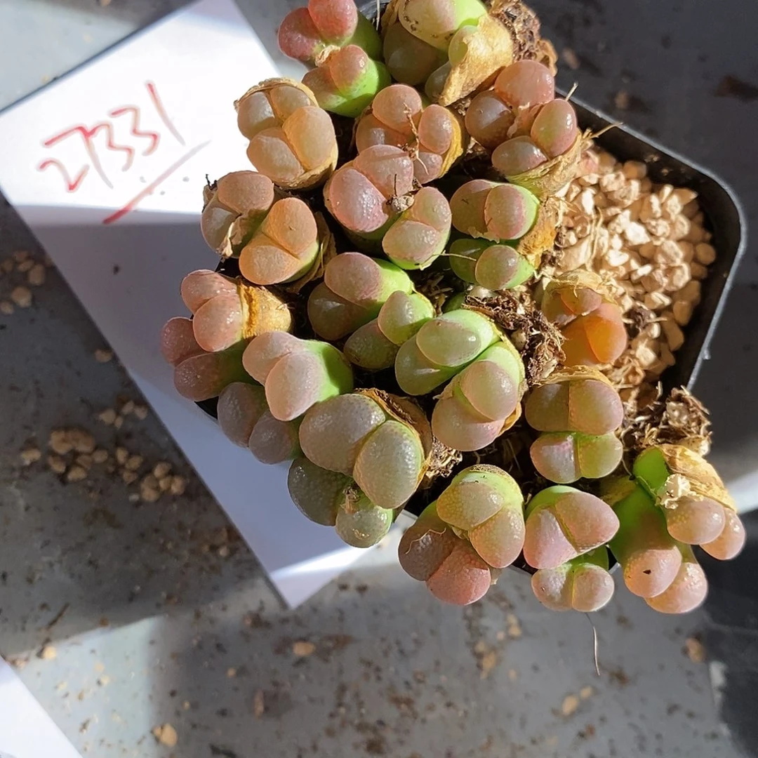 27331。   内双头红风铃一颗。