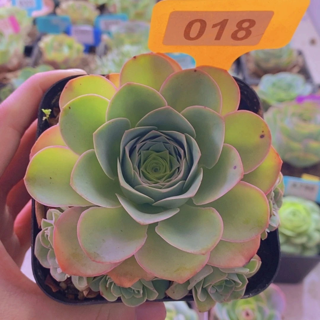 山地玫瑰一物一拍紫芙018