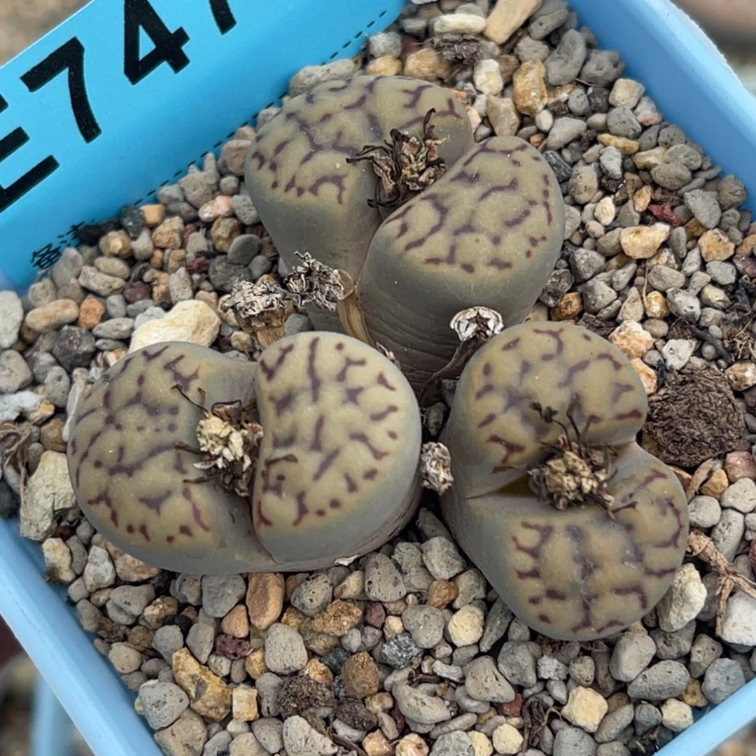 7473三头雀卵群一颗