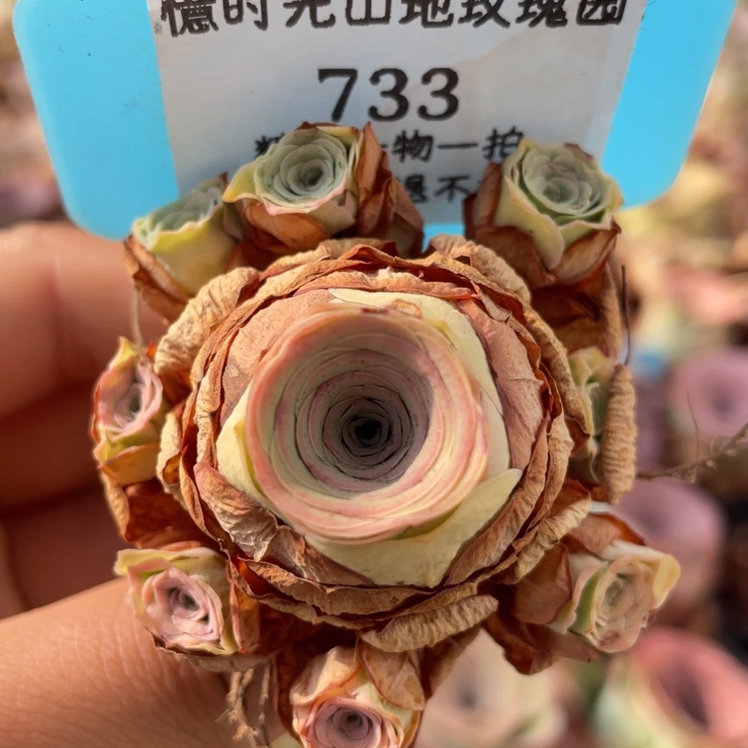 山地玫瑰733断枝不包损不售后
