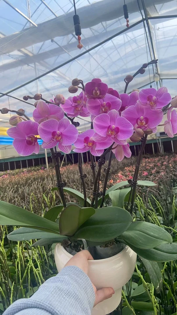 【海洋之星】欧品精品蝴蝶兰花期长一年开花多--XM专属