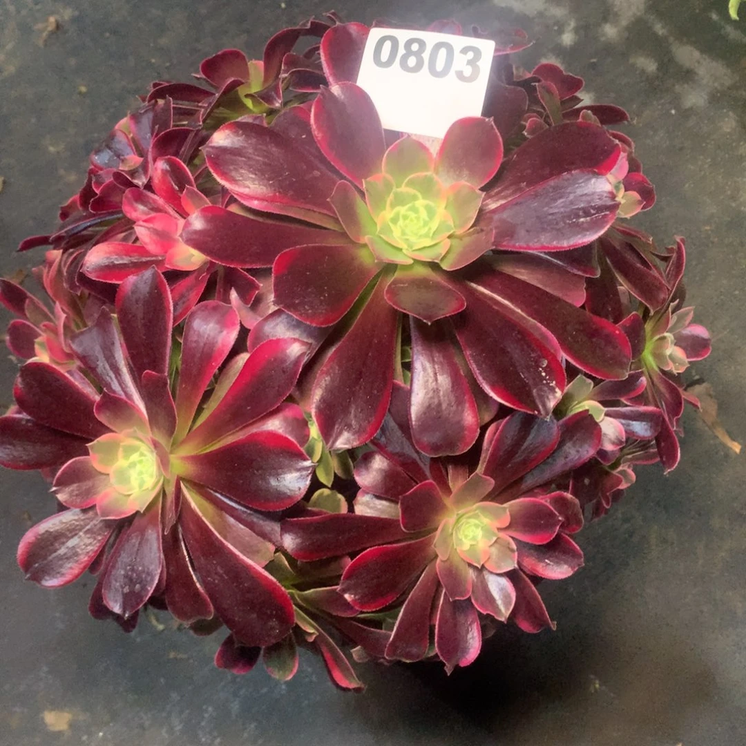 小***罕金丝雀803法师多肉植物有断支多肉35000