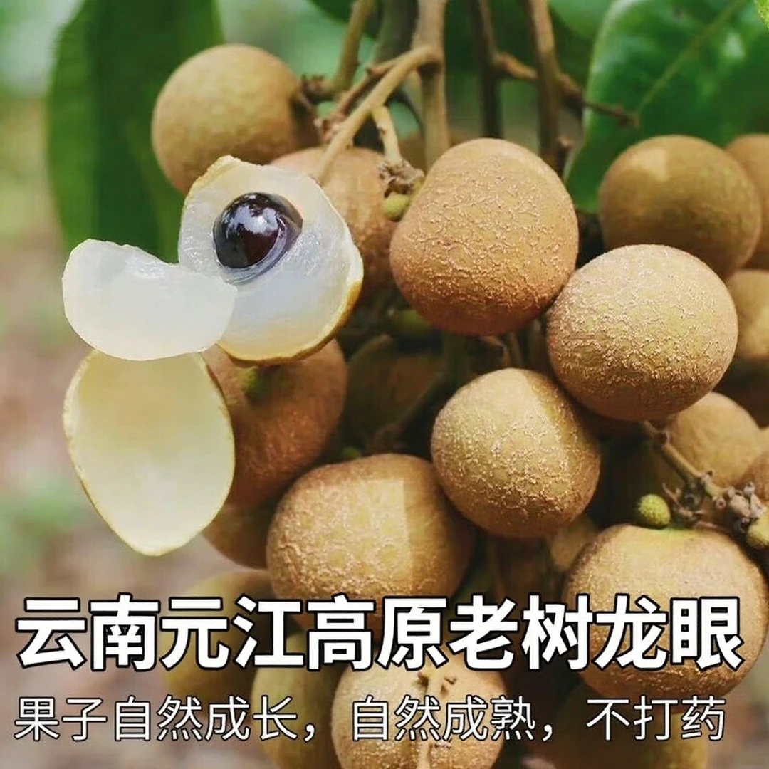 云南元江高原老树龙眼产地直发新鲜现摘现发清甜多汁肉厚饱满YZDG