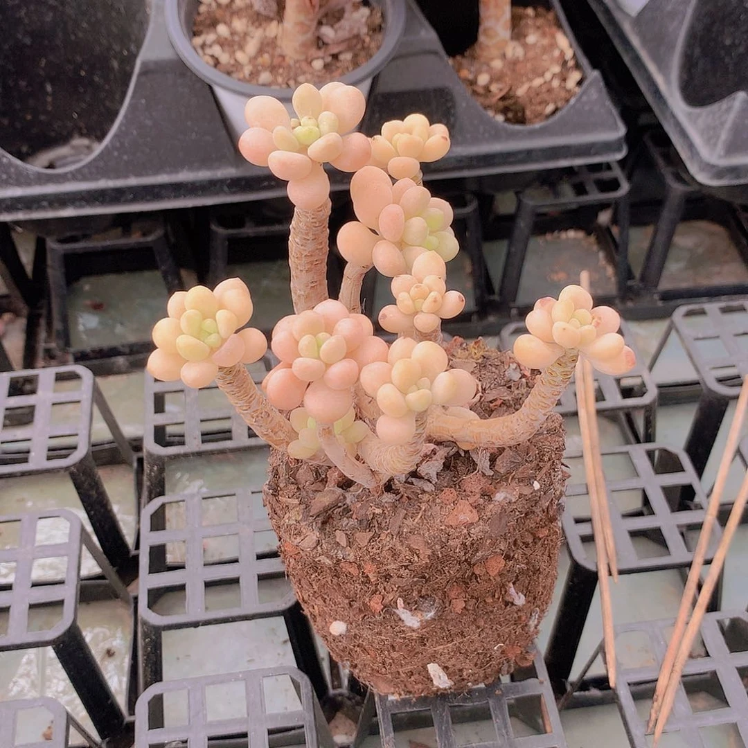 处理洛可可646467777777