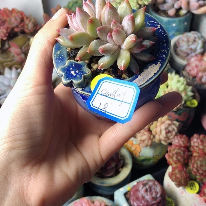 Sunday                  1个