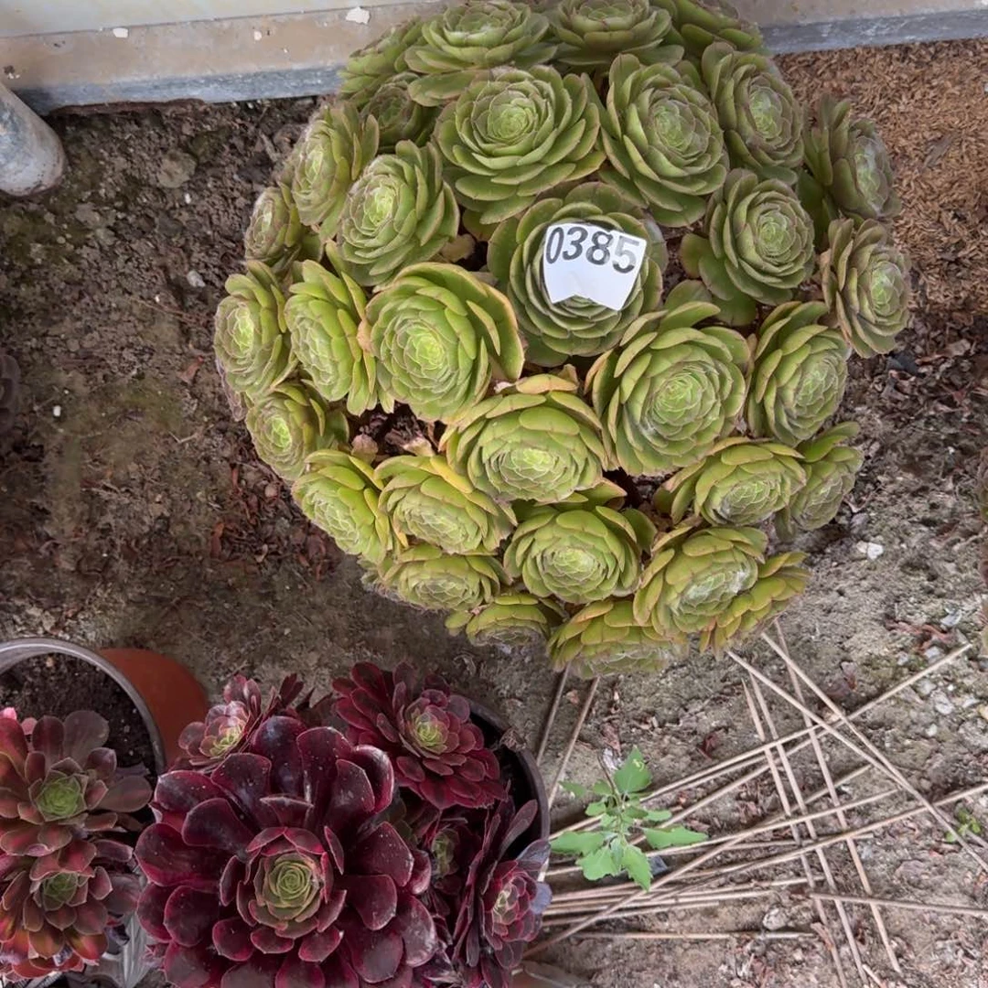 小***1法师万圣节老桩特价无售后19-45发走385