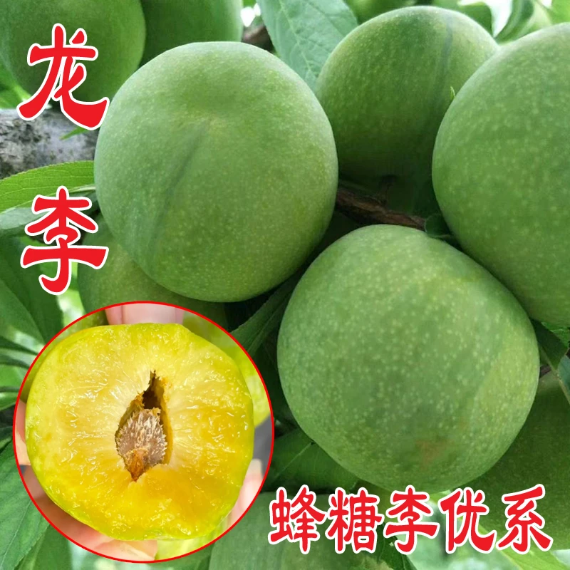 浙江发货龙李裸跟苗蜂糖李优系智利太阳李嫁接苗盆栽地栽