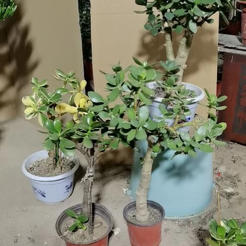 黄金花月和青叶玉树