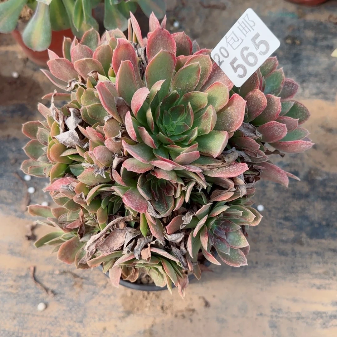 女王565满20包邮断枝不包