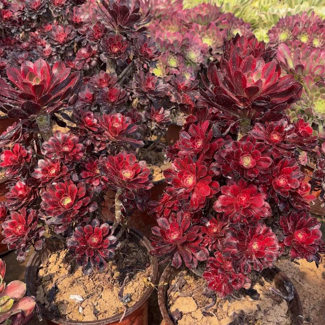 香奈儿木质9.9法师多肉