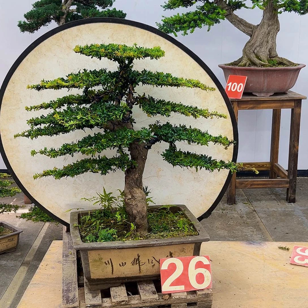 无花朵罗汉松一物一拍