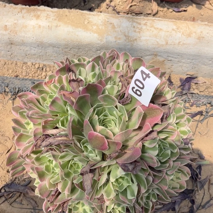 雨花石604不包断枝