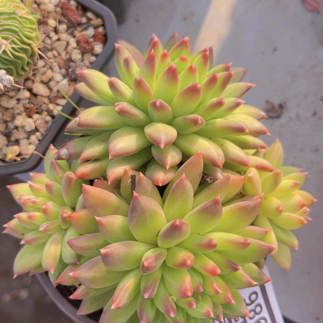 惠兰美人2986多肉植物