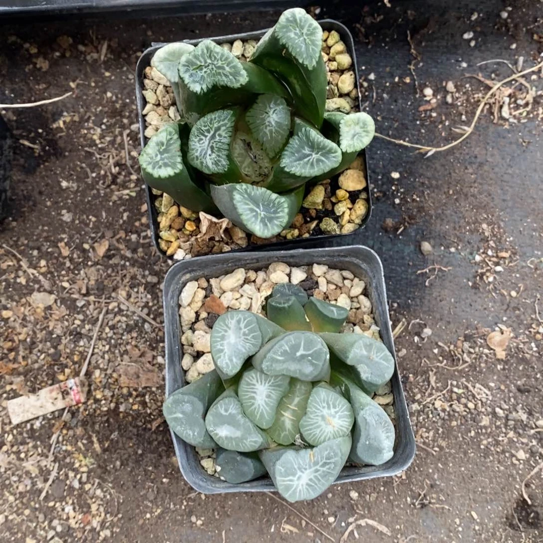 春***花2830 两颗一起 超级福利