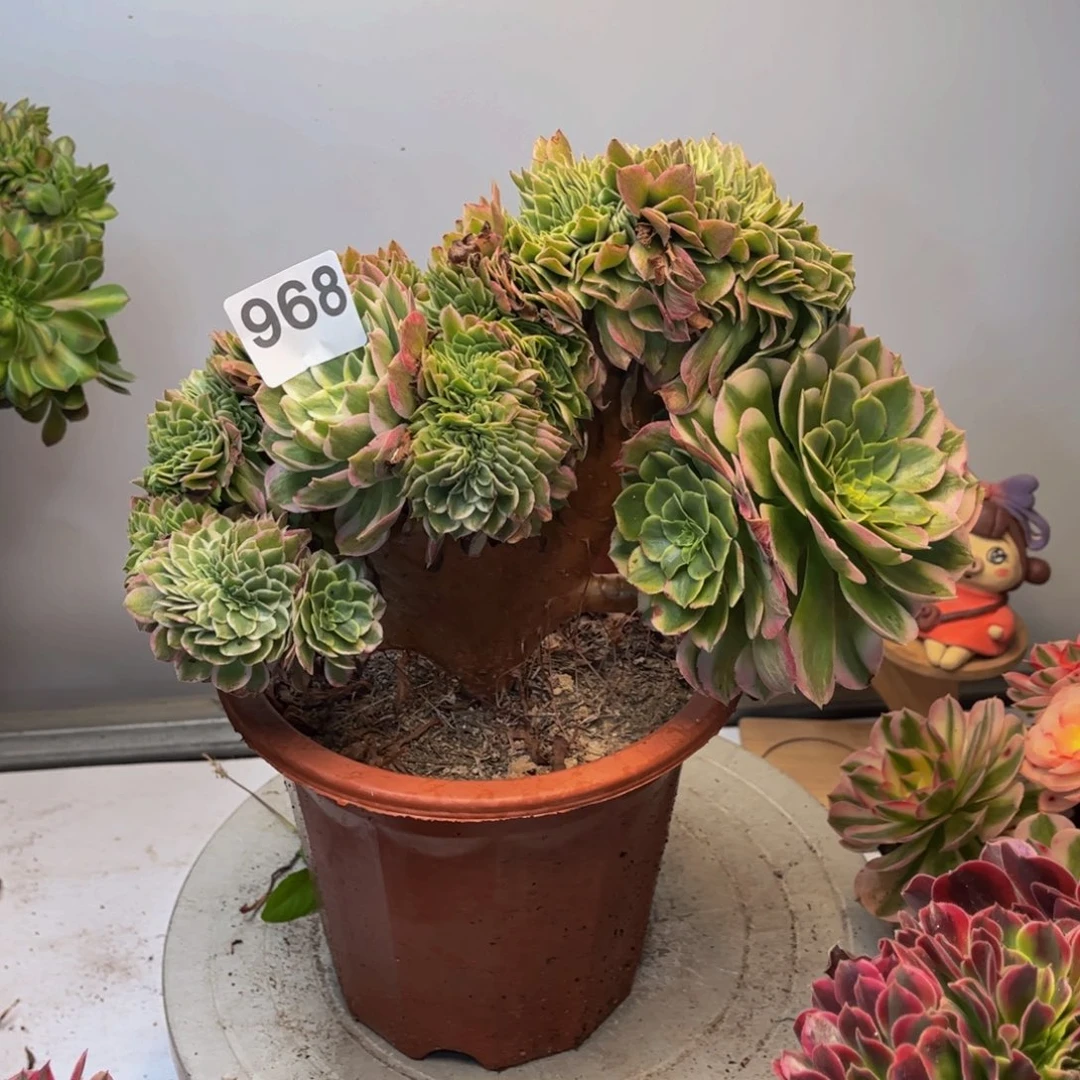 多肉植物海仙缀968