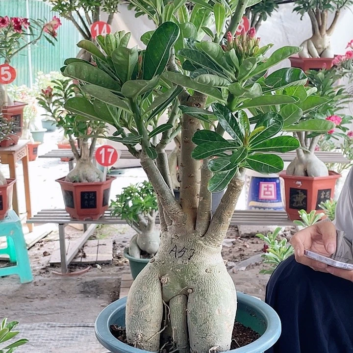 雨***谂完全开放沙漠玫瑰