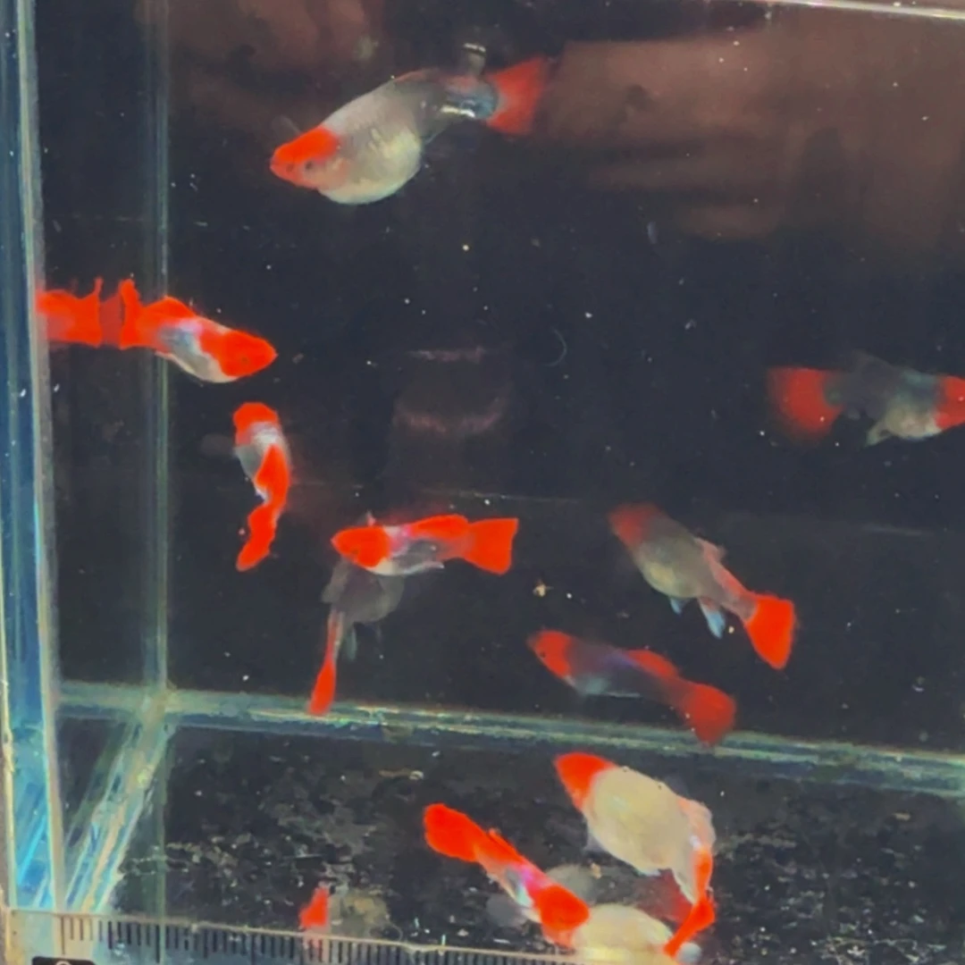 孔雀鱼短体深海蓝贵族小种鱼，发2对4条