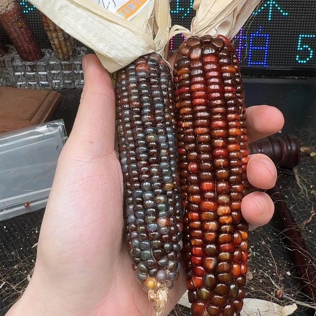 柏香籽/百香籽吊坠L****宝