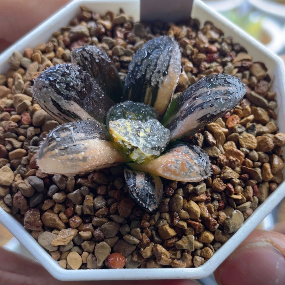 8.十二卷多肉魔多寿锦。