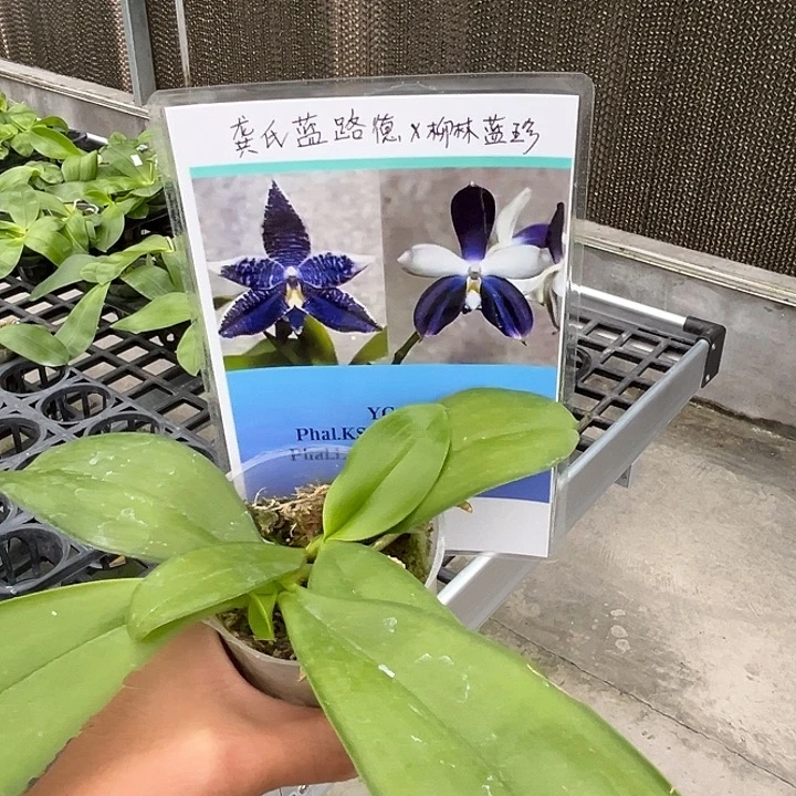 全部花苞2.5寸杯龚氏蓝路德交柳林蓝珍