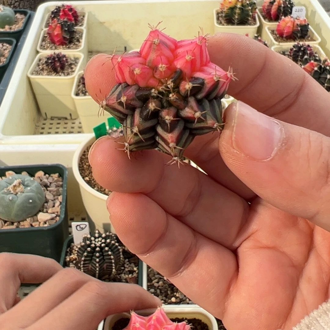 448 好看的米哈冲冲冲