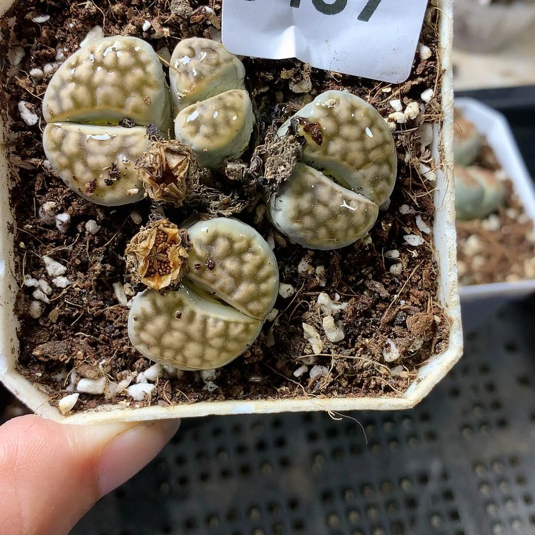 G437多肉植物保护