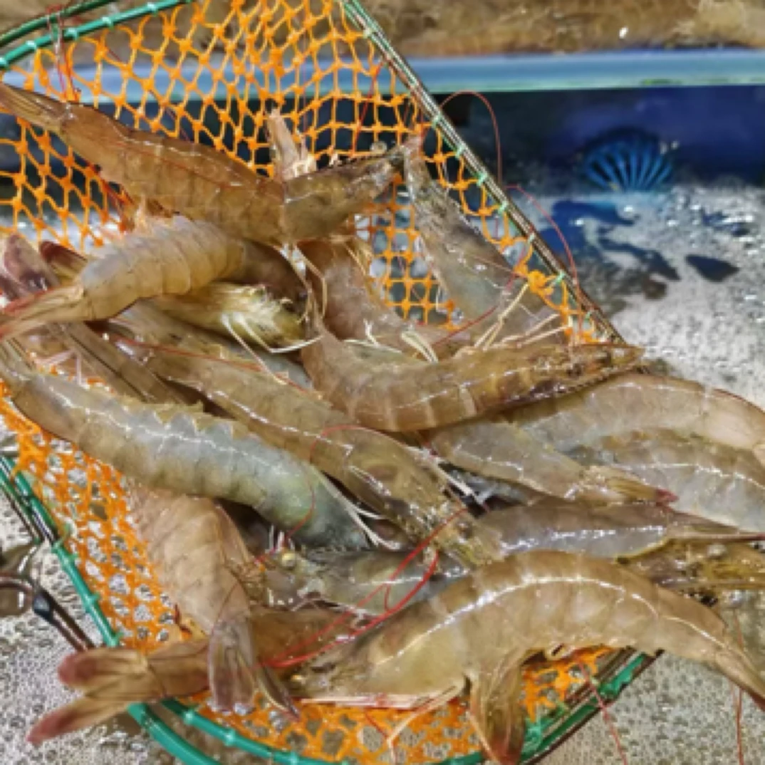 鲜活基围虾3斤 【手挑活虾】