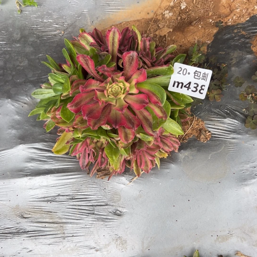 438粉泡芙满20包邮