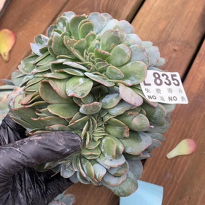 布鲁兰缀化巨无霸多肉植物9.28号发