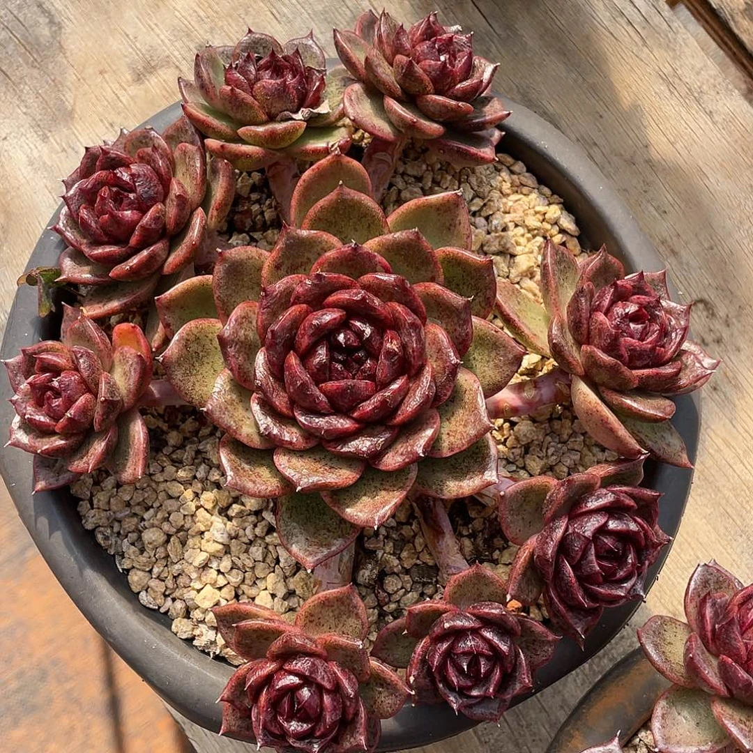 多肉植物一物一拍