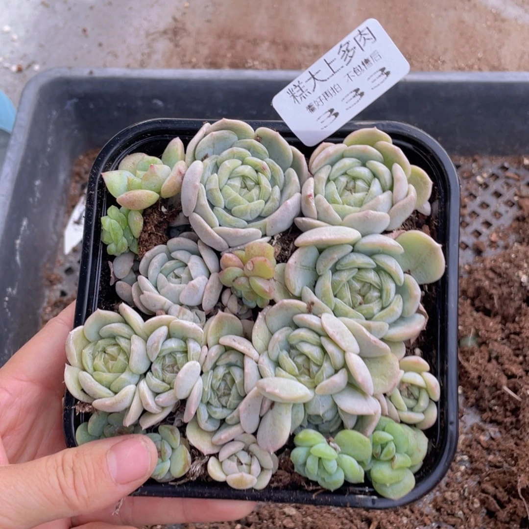 糕大上多肉植物333