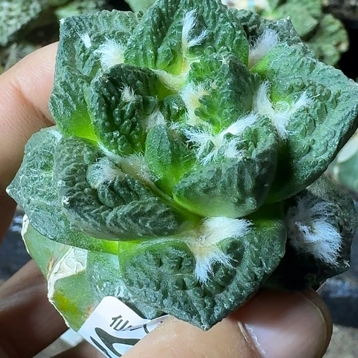 无花朵苗接龟甲998