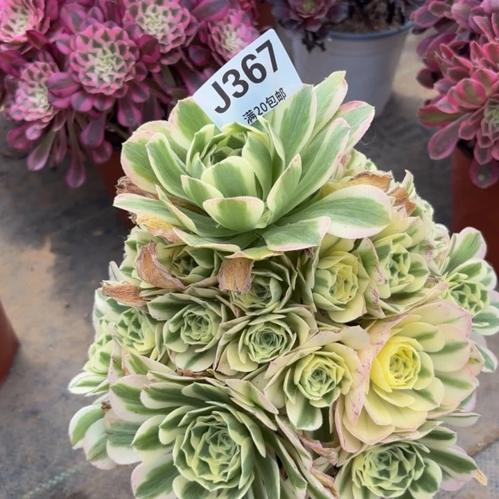 瑞妈多肉园艺367