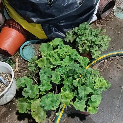无花朵赛斯利亚，托斯卡纳，丘比特，月光女神