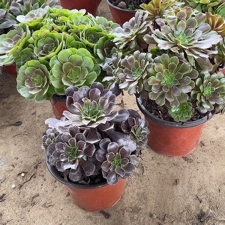 3棵玫瑰玫瑰玫瑰玫瑰